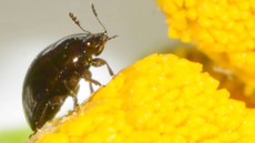 Glattkäfer (Olibrus millefolii)_2.jpg